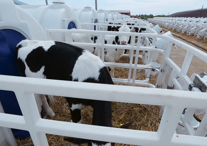 <span style="font-weight: bold;">Оборудование для содержания телят</span>